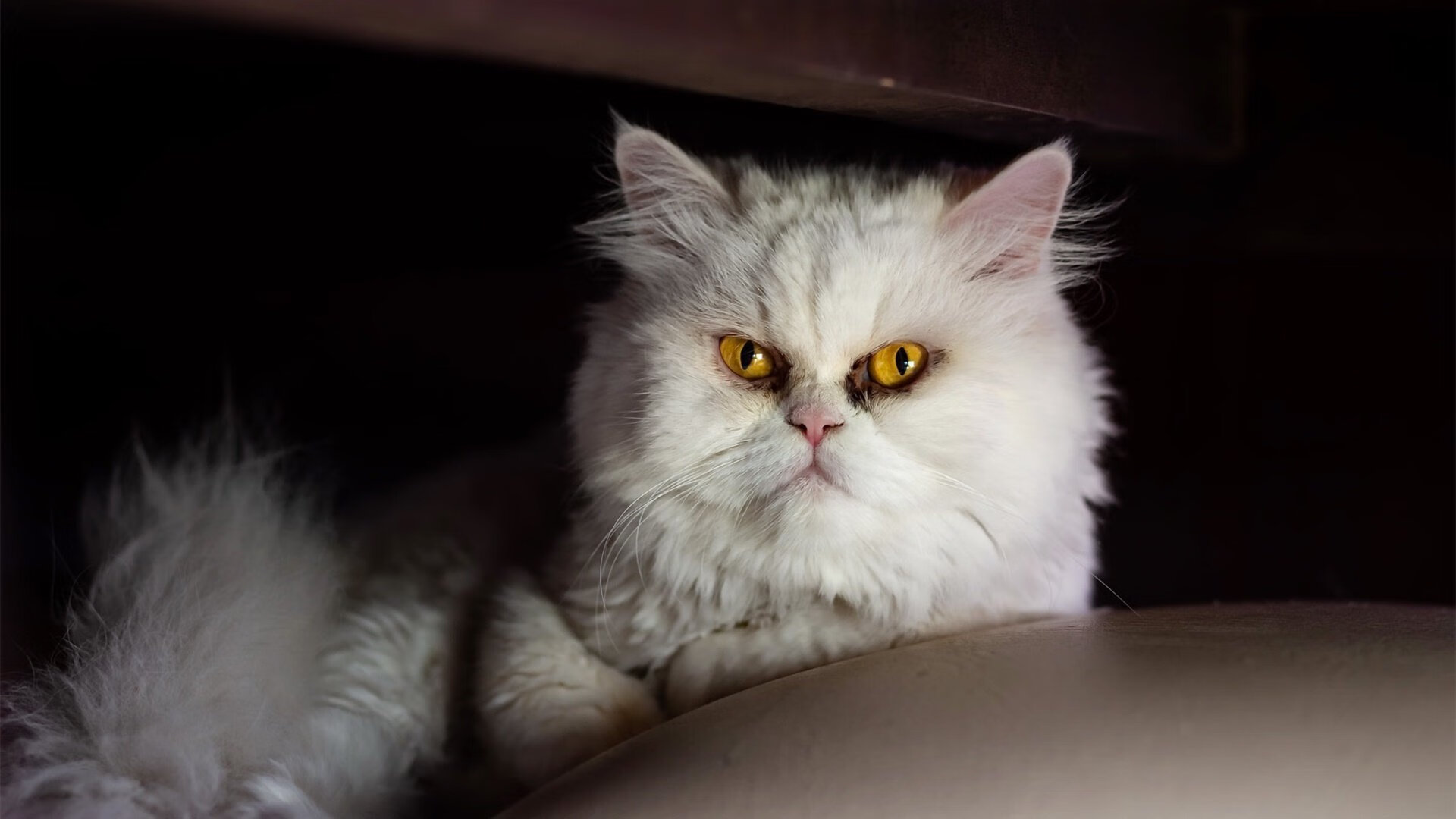 开云-草根英雄击碎绿军神话，当贝恩的子弹射向塔图姆的关键球心魔