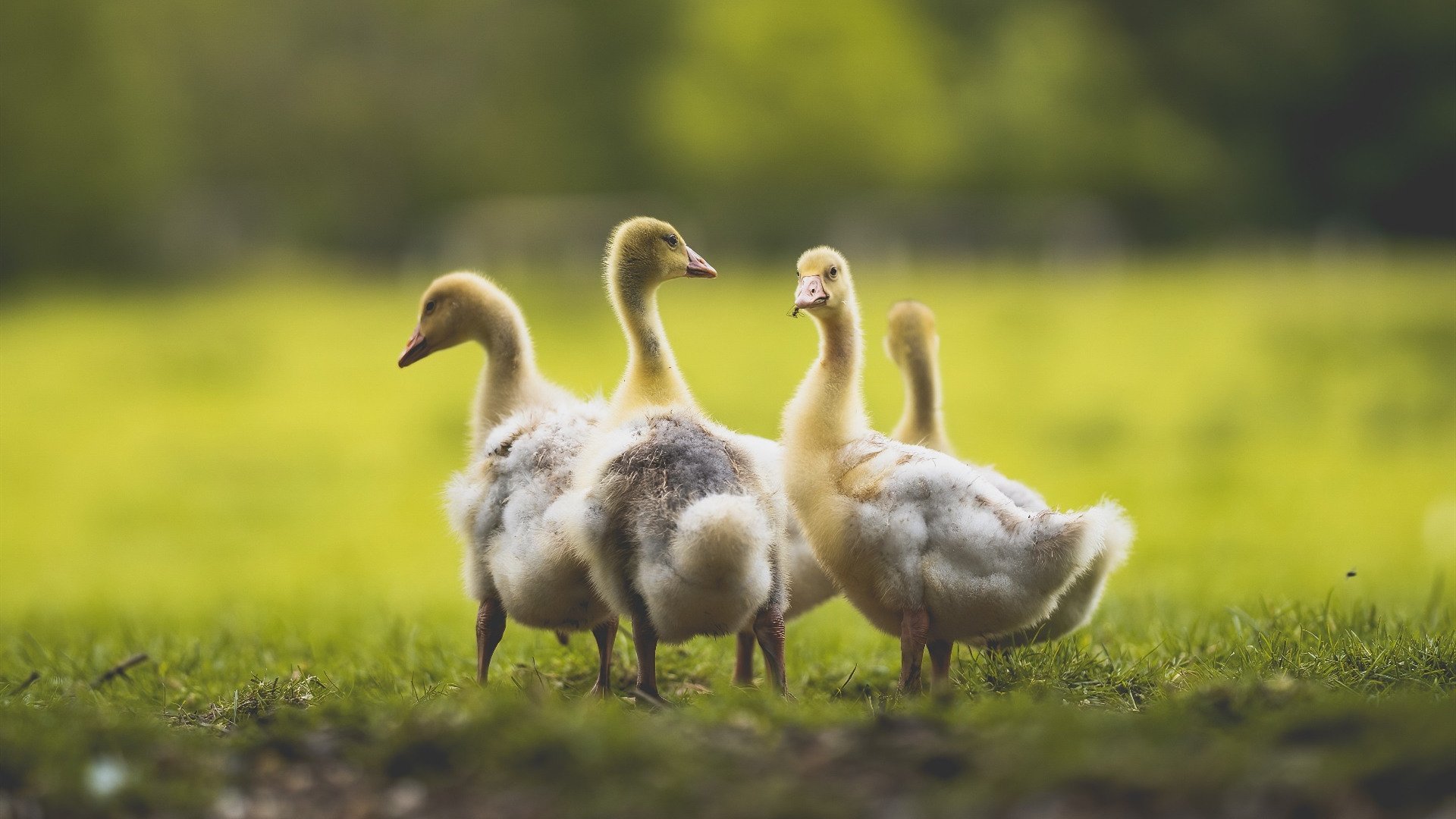 猛龙稳稳拿下北京队，西亚卡姆生死时刻成关键先生