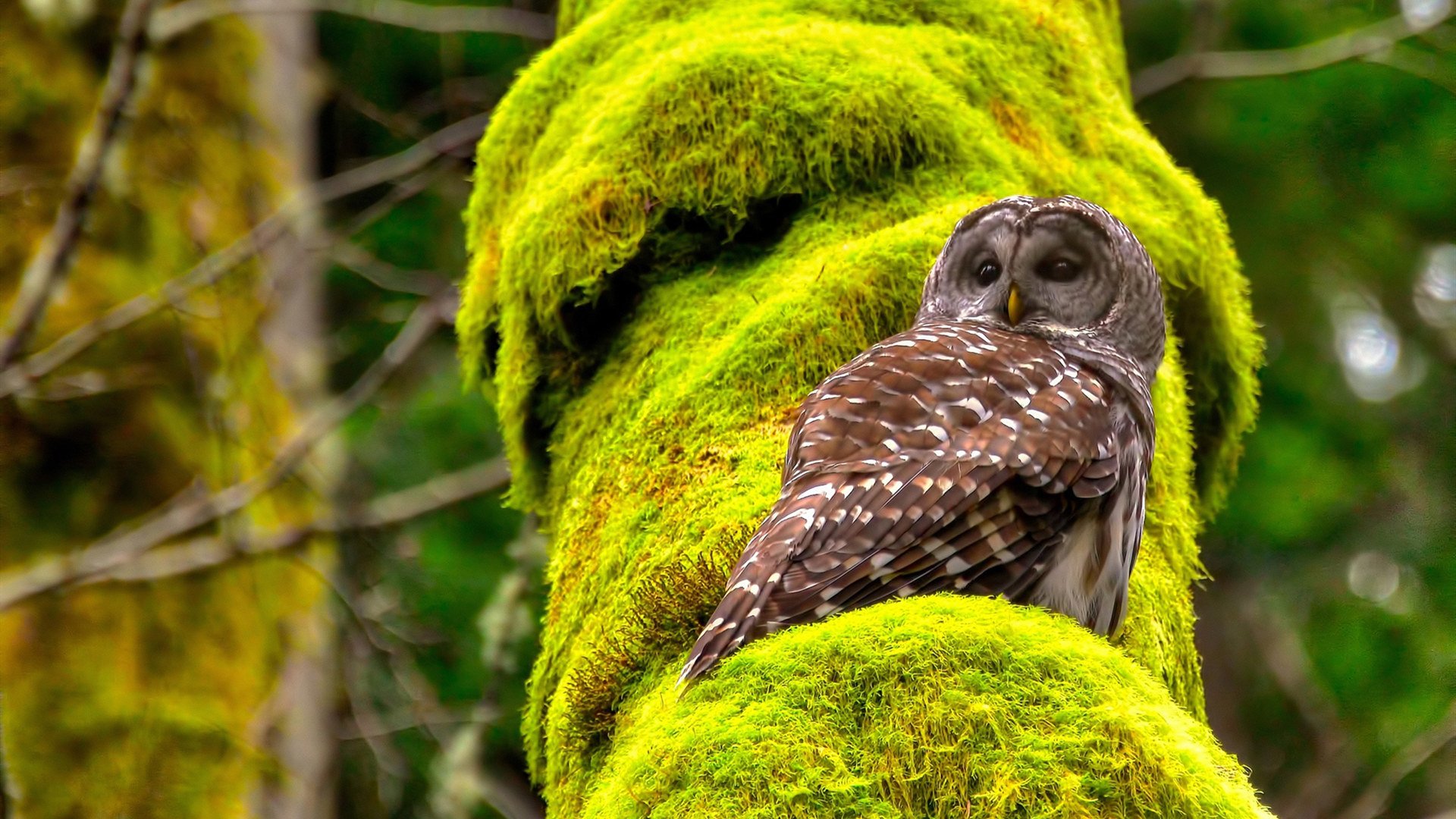英格拉姆40+10+7统治攻防！森林狼力克广东队，中美篮球差异再成焦点